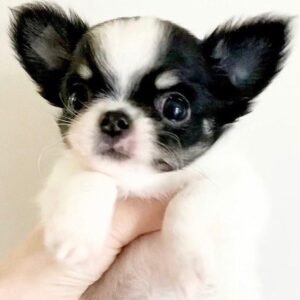 Chihuahua